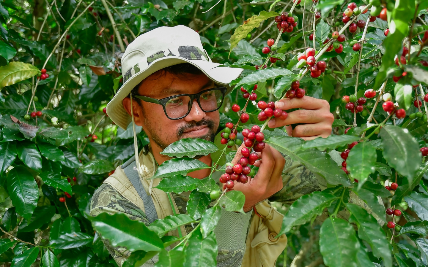 Koffieboer werkt op een koffieplantage