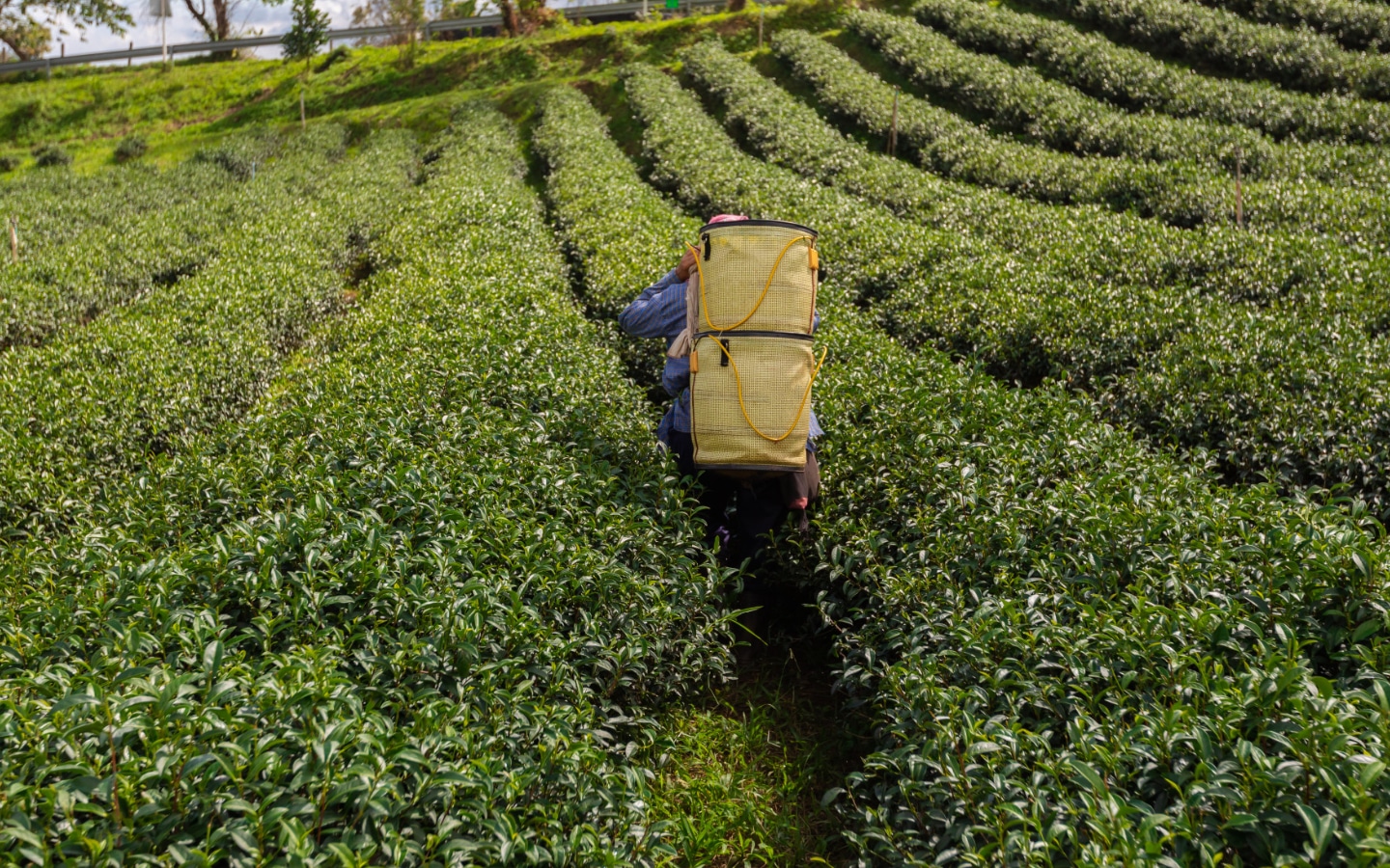 Plantage van duurzame koffiebonen