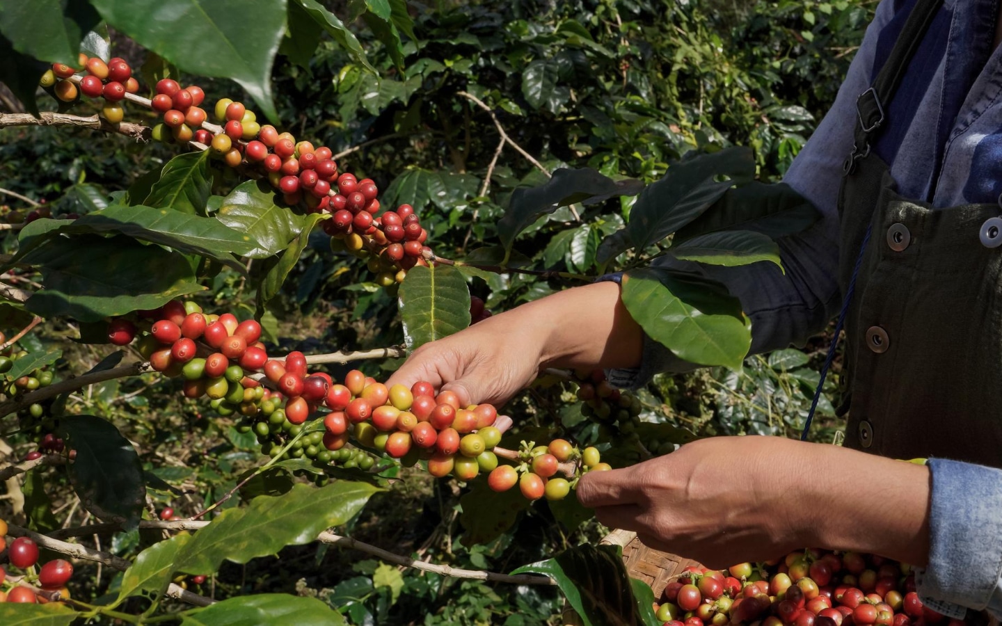 Verbouwen van koffiebonen op een duurzame manier