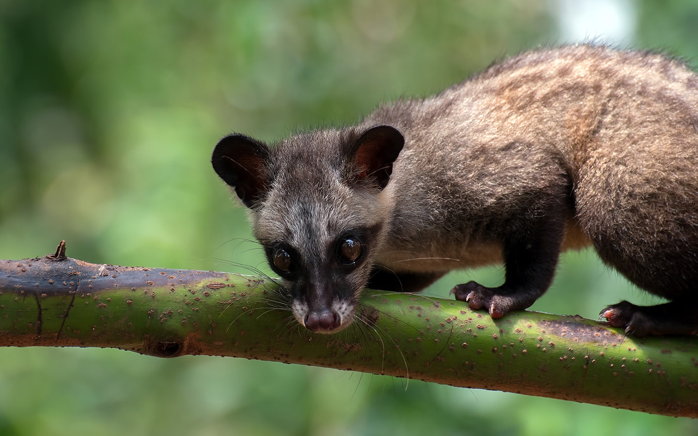 Civetkat voor Kopi Luwak koffie