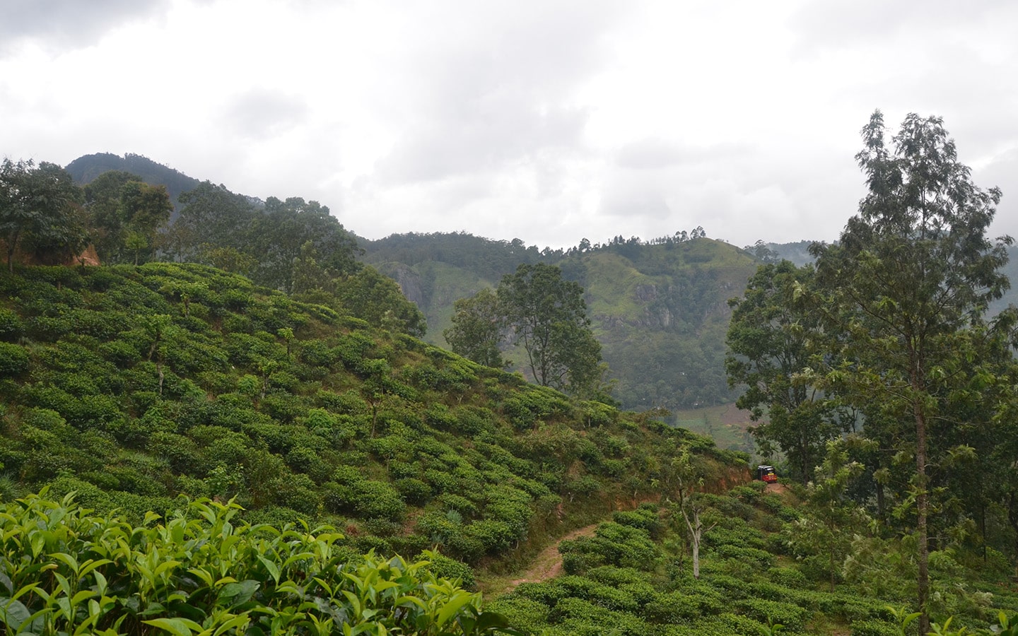 Omstandigheden voor maken duurste koffie ter wereld