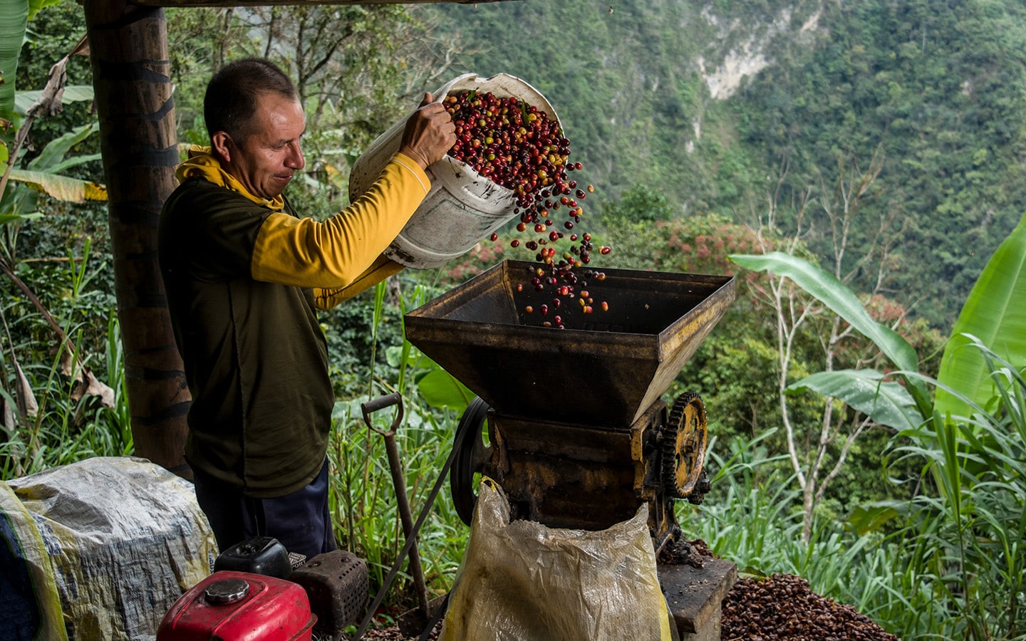 Oogsten van duurste koffie
