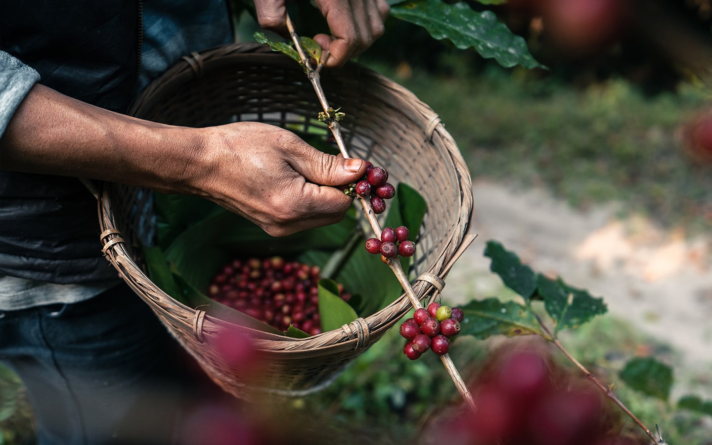Plukken van dure koffie