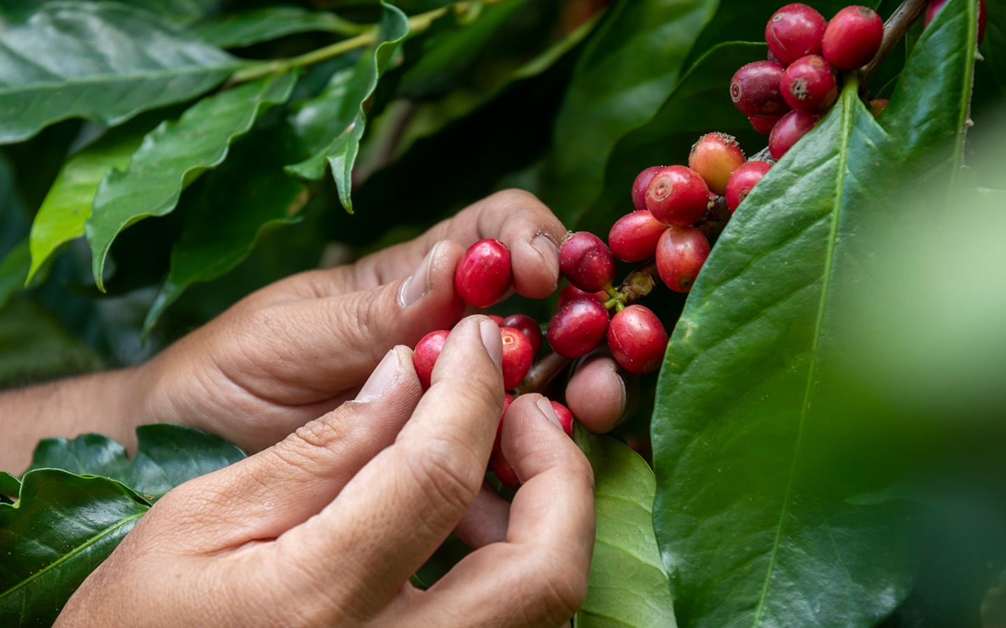 Tweede duurste koffie ter wereld