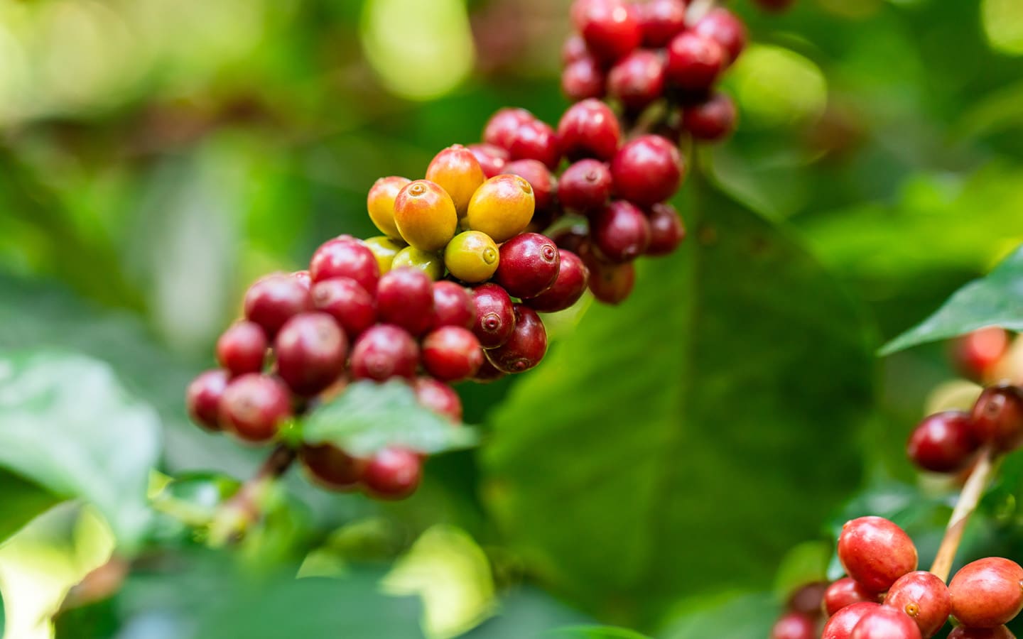 Verschillende soorten koffiebessen